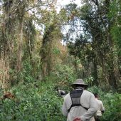  Curtis hiking Through Dense Jungle